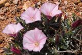 Convolvulus tragacanthoides. Цветки, бутоны и листья. Кыргызстан, Иссык-Кульская обл., каньон Сказка, скалы из красного песчаника, 1750 м н.у.м. 18.05.2018.