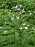 Hesperis matronalis