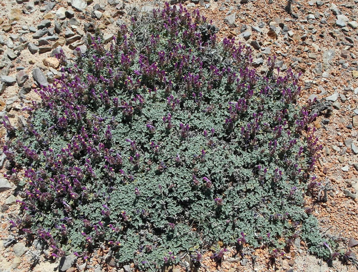 Image of Scutellaria turgaica specimen.