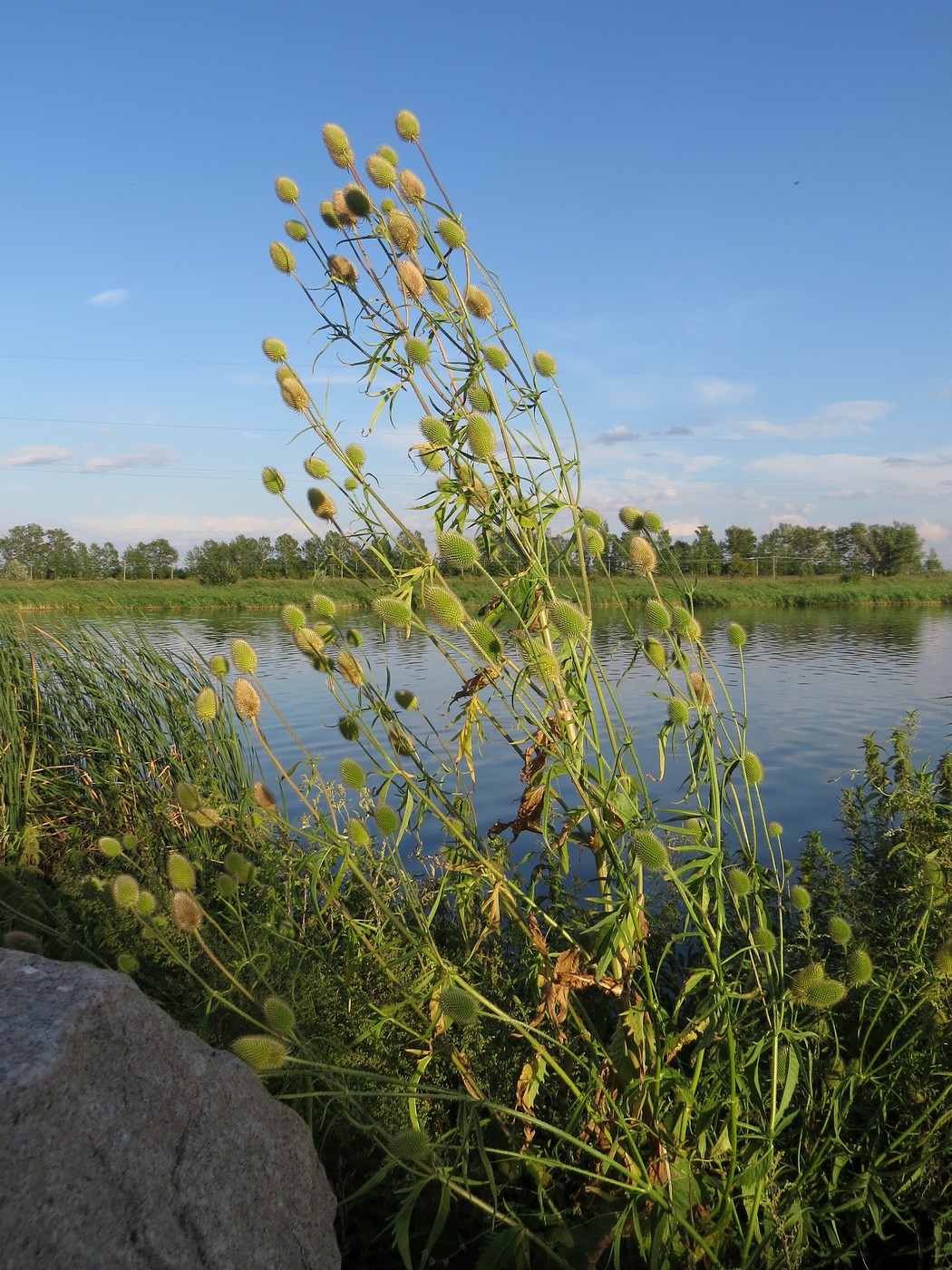 Изображение особи Dipsacus gmelinii.