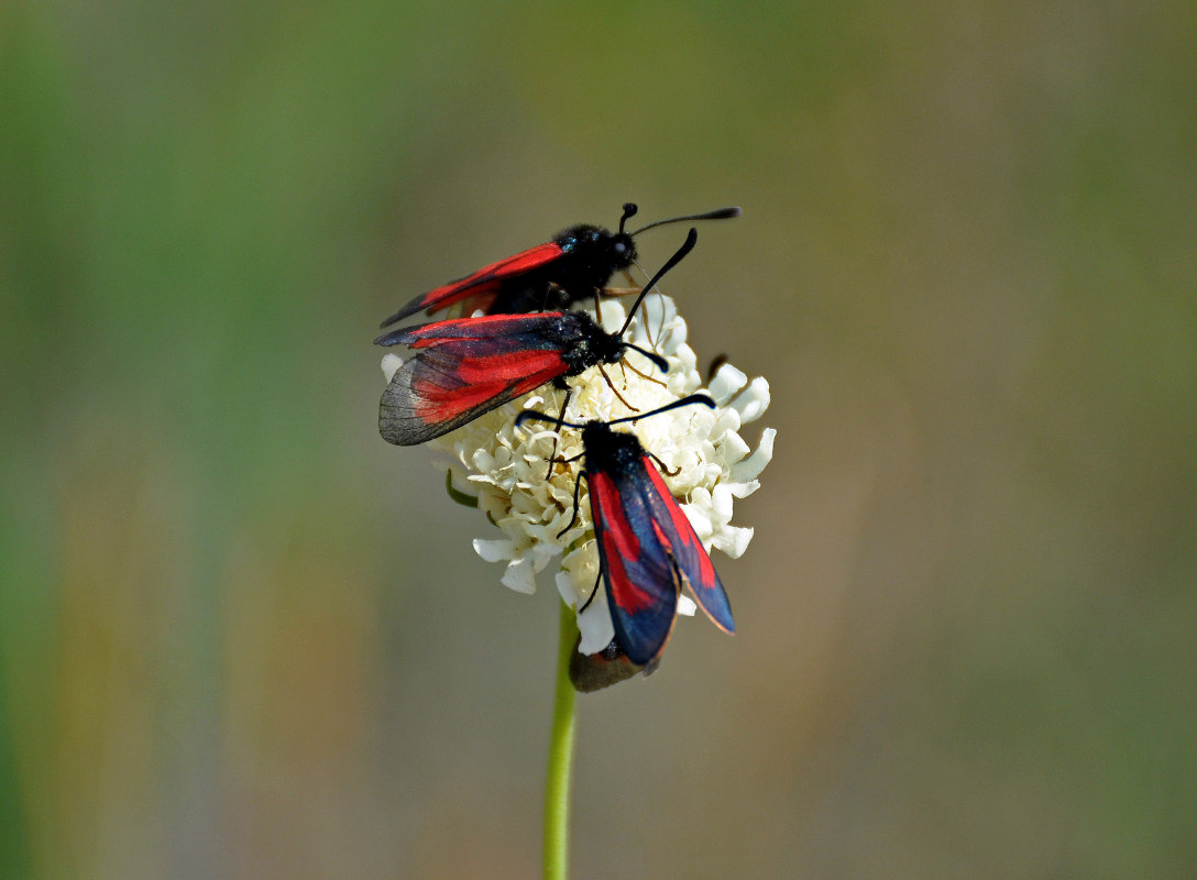 Image of Scabiosa ochroleuca specimen.