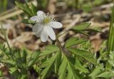 Anemone amurensis