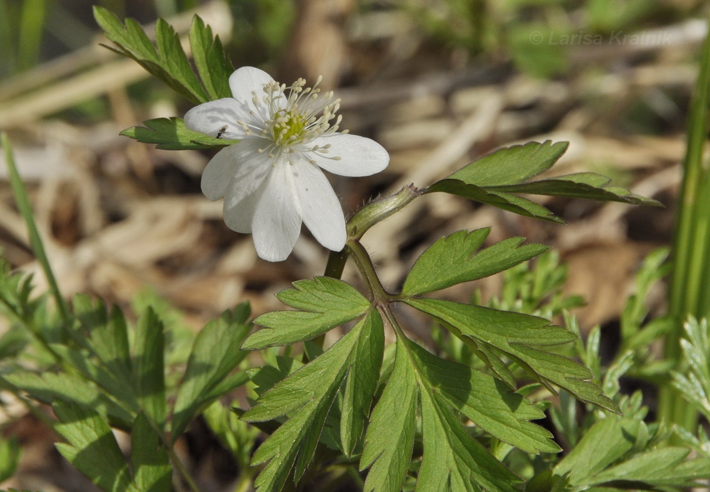Image of Anemone amurensis specimen.