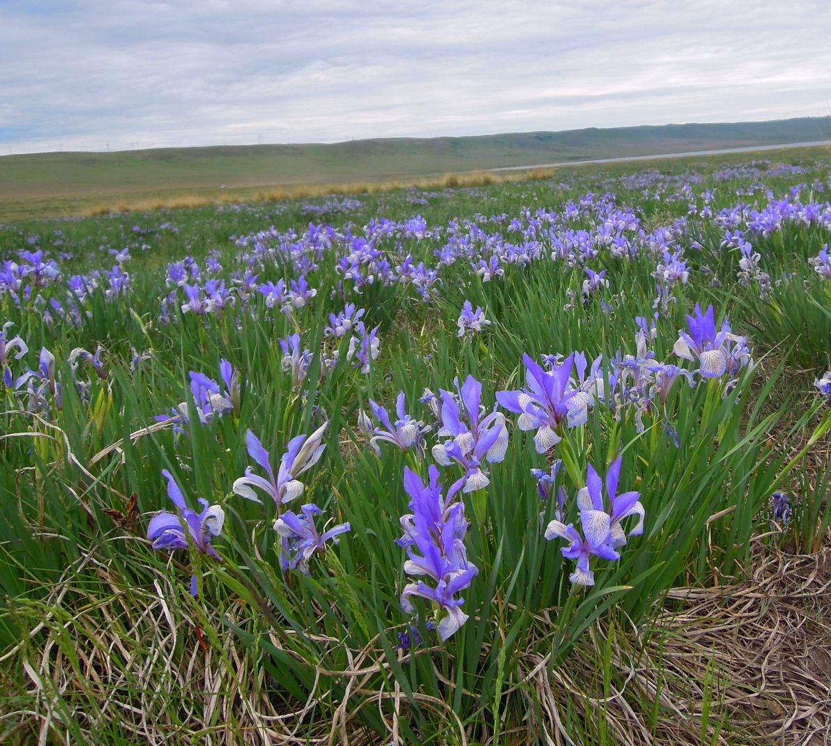 Изображение особи Iris biglumis.