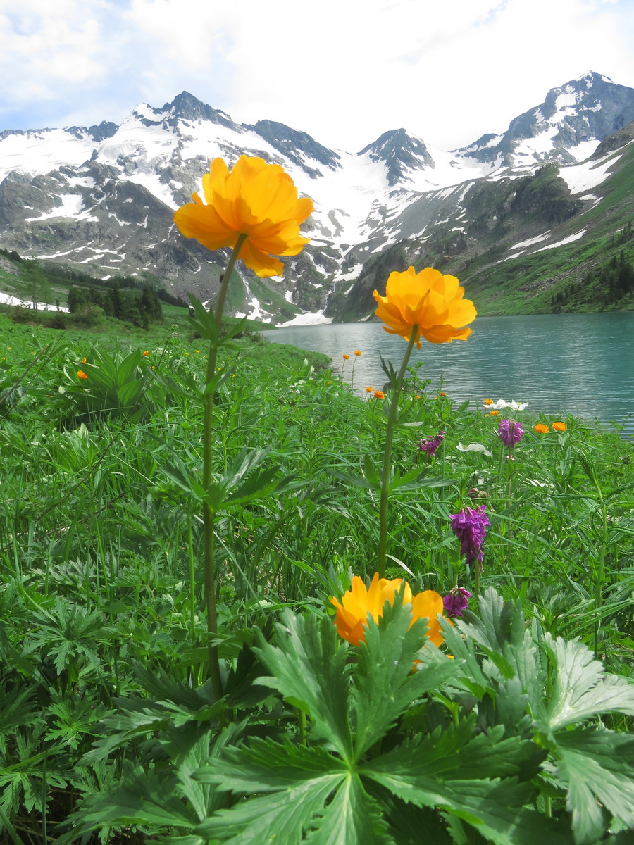 Изображение особи Trollius altaicus.