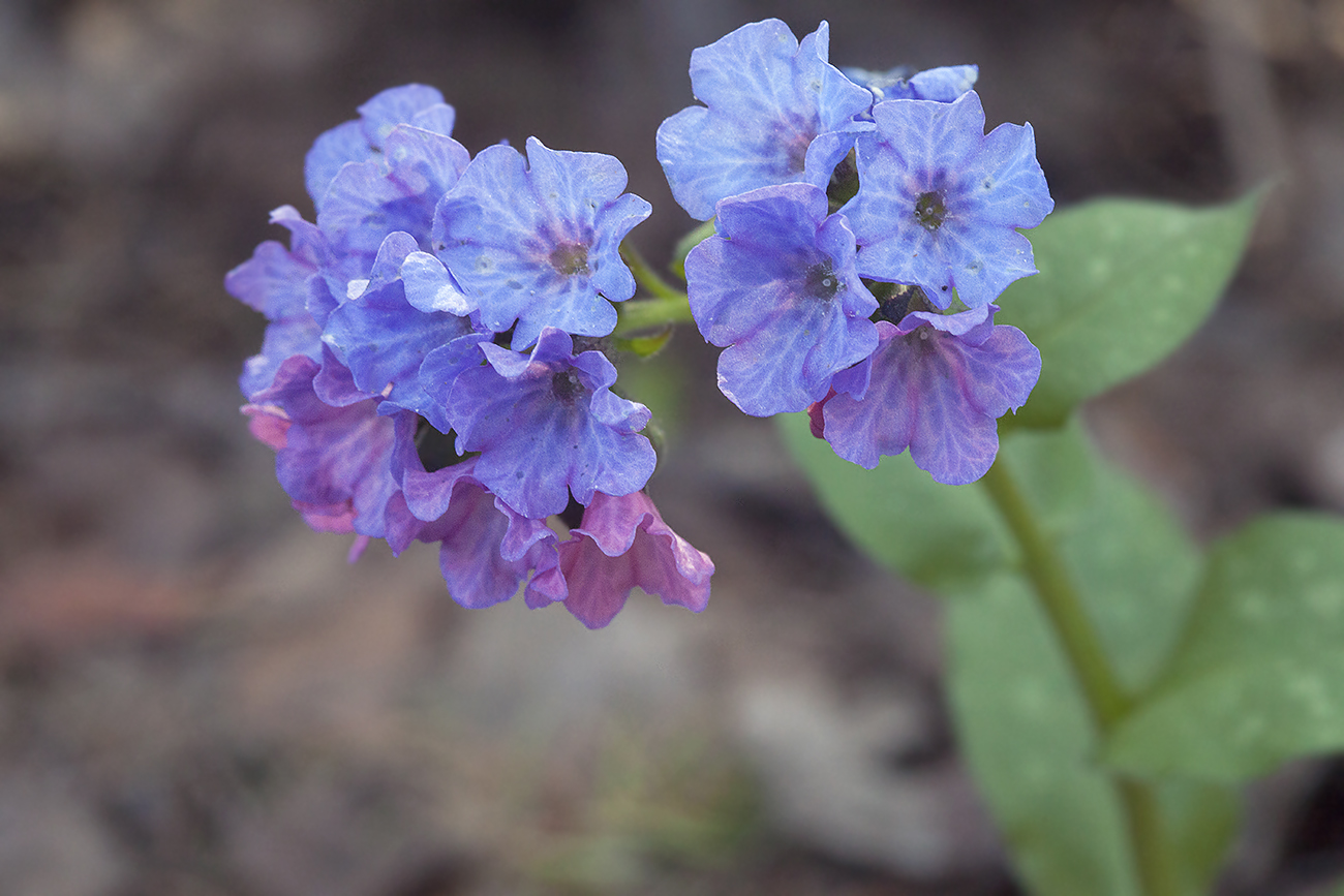 Image of Pulmonaria obscura specimen.