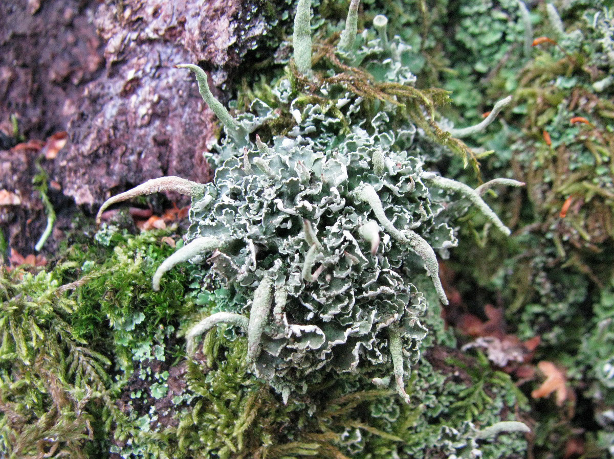 Изображение особи род Cladonia.