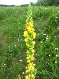 Verbascum nigrum