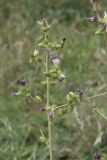 Cousinia umbrosa