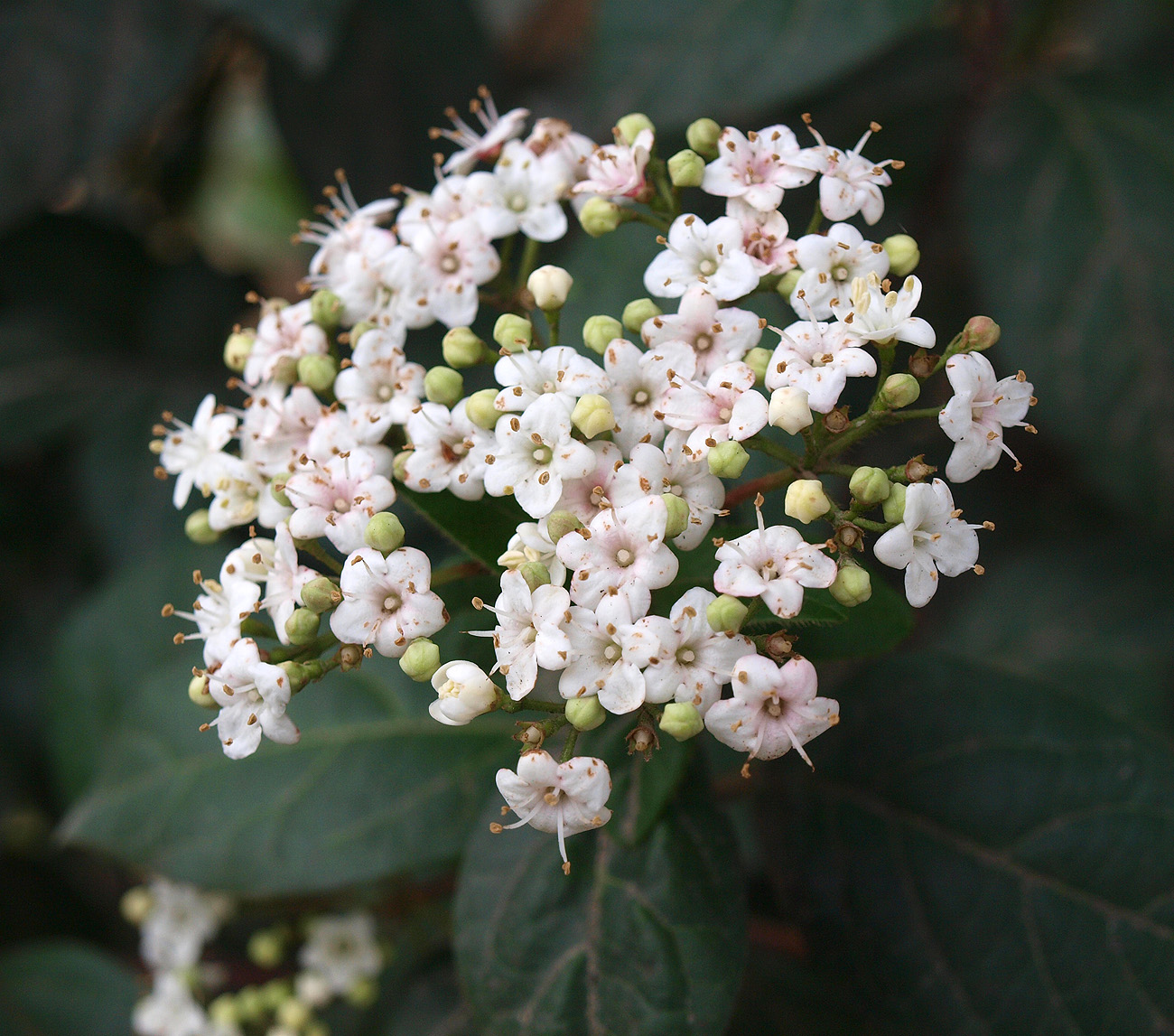 Изображение особи Viburnum tinus.