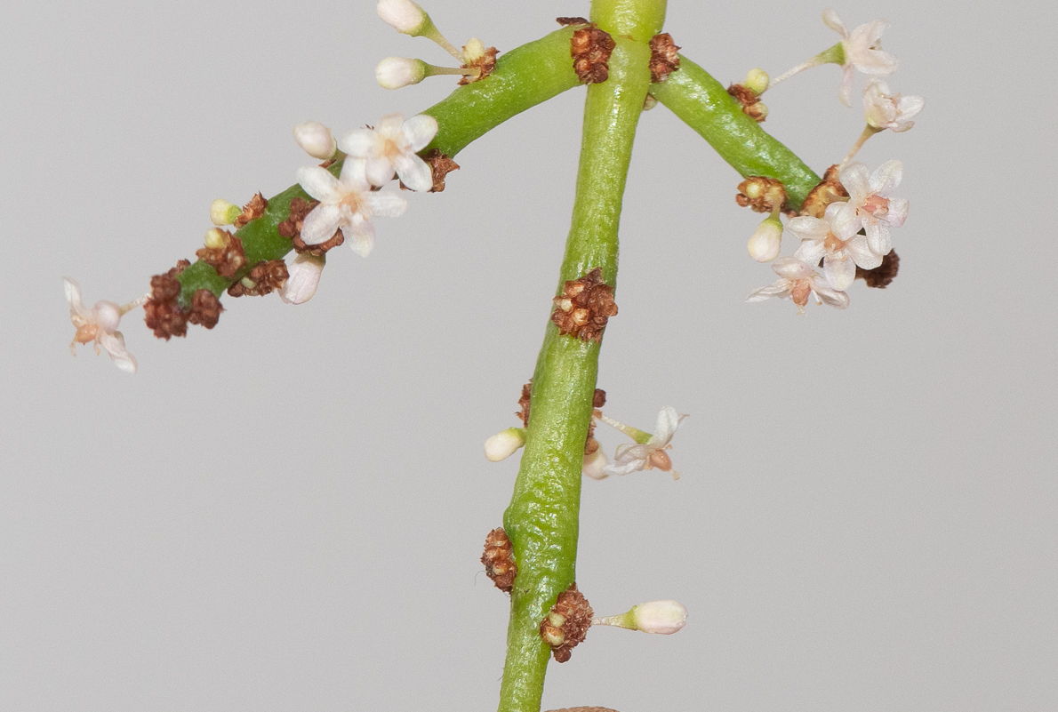 Изображение особи Portulacaria afra.