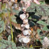 Onobrychis venosa