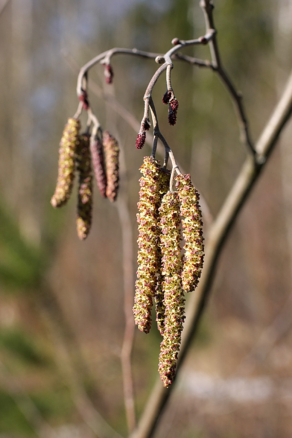 Image of Alnus incana specimen.