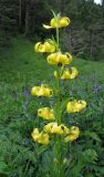 Lilium kesselringianum