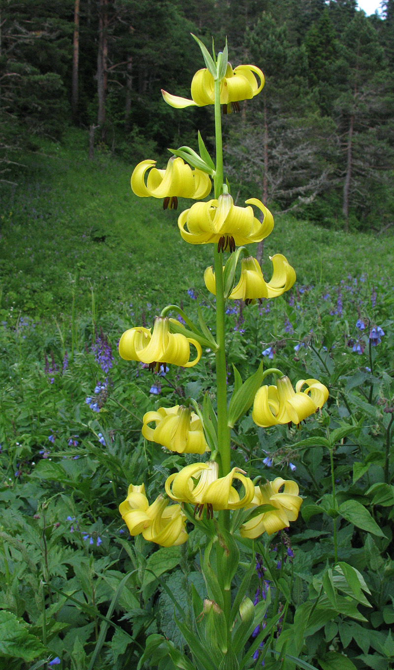 Изображение особи Lilium kesselringianum.