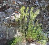 Poa bulbosa ssp. vivipara