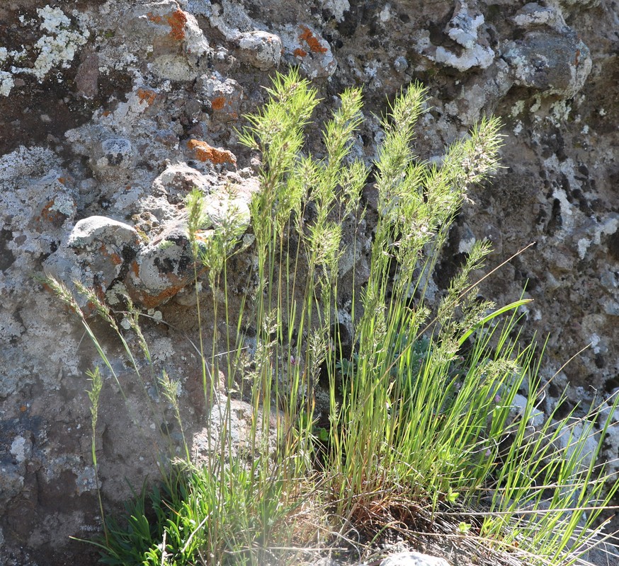 Изображение особи Poa bulbosa ssp. vivipara.