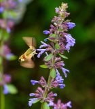 Dracocephalum nutans. Верхушка цветущего побега с кормящимся бражником - шмелевидкой жимолостной (Hemaris fuciformis). Казахстан, Восточно-Казахстанская обл.; Западный Алтай, скл. Ульбинского хребта, окр. с. Ушановское, горный луг. 14.06.2019.