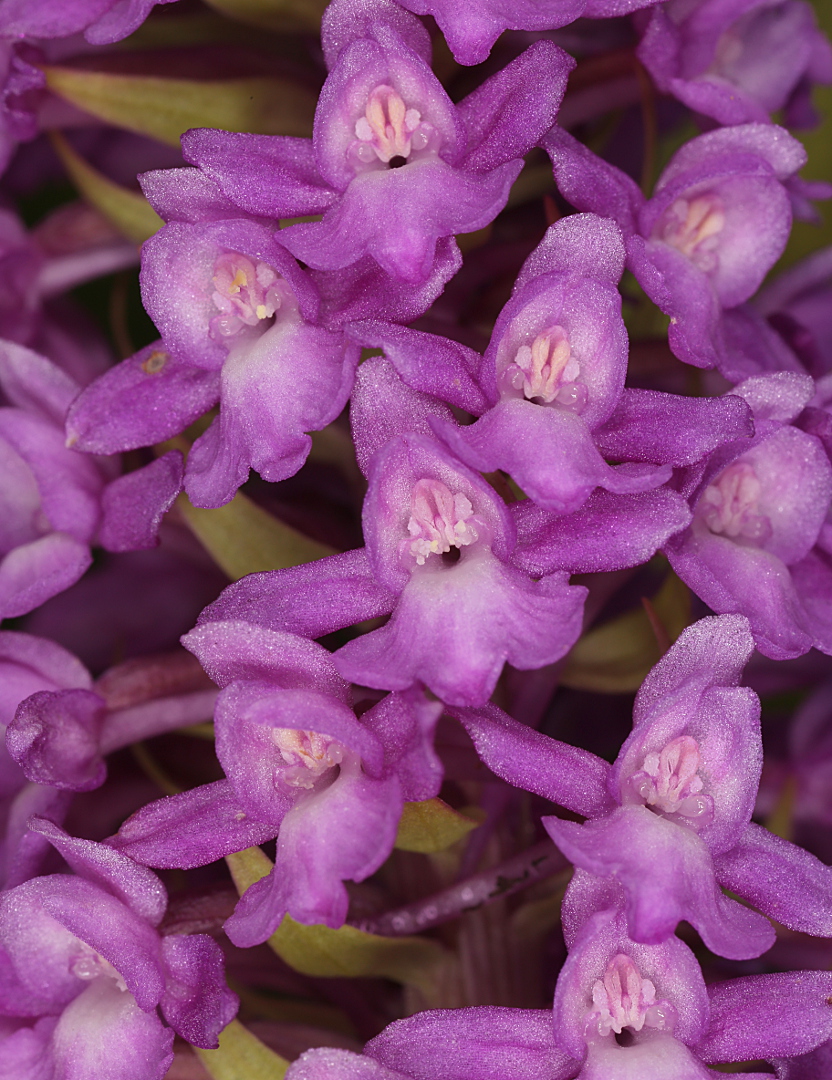 Изображение особи Gymnadenia densiflora.