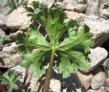 Delphinium caucasicum