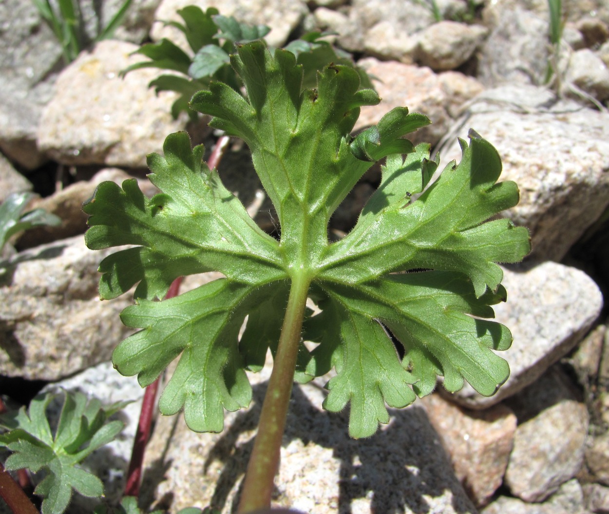 Image of Delphinium caucasicum specimen.