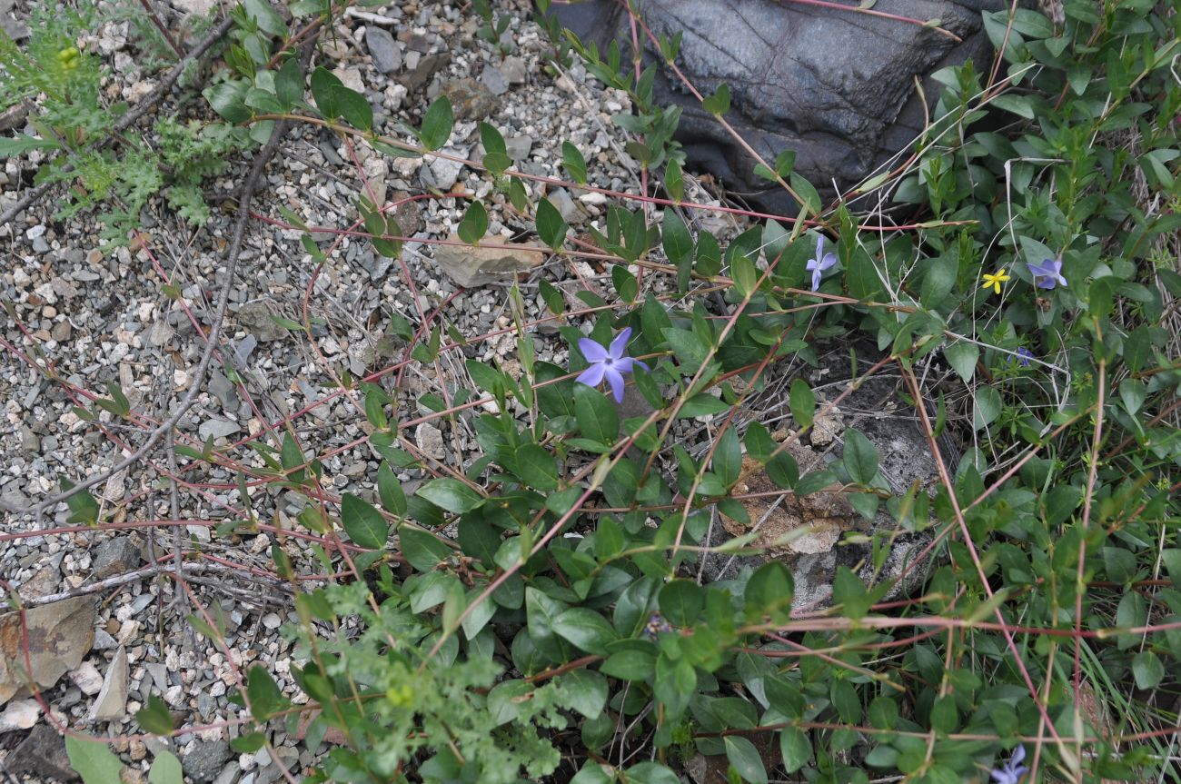 Изображение особи Vinca herbacea.