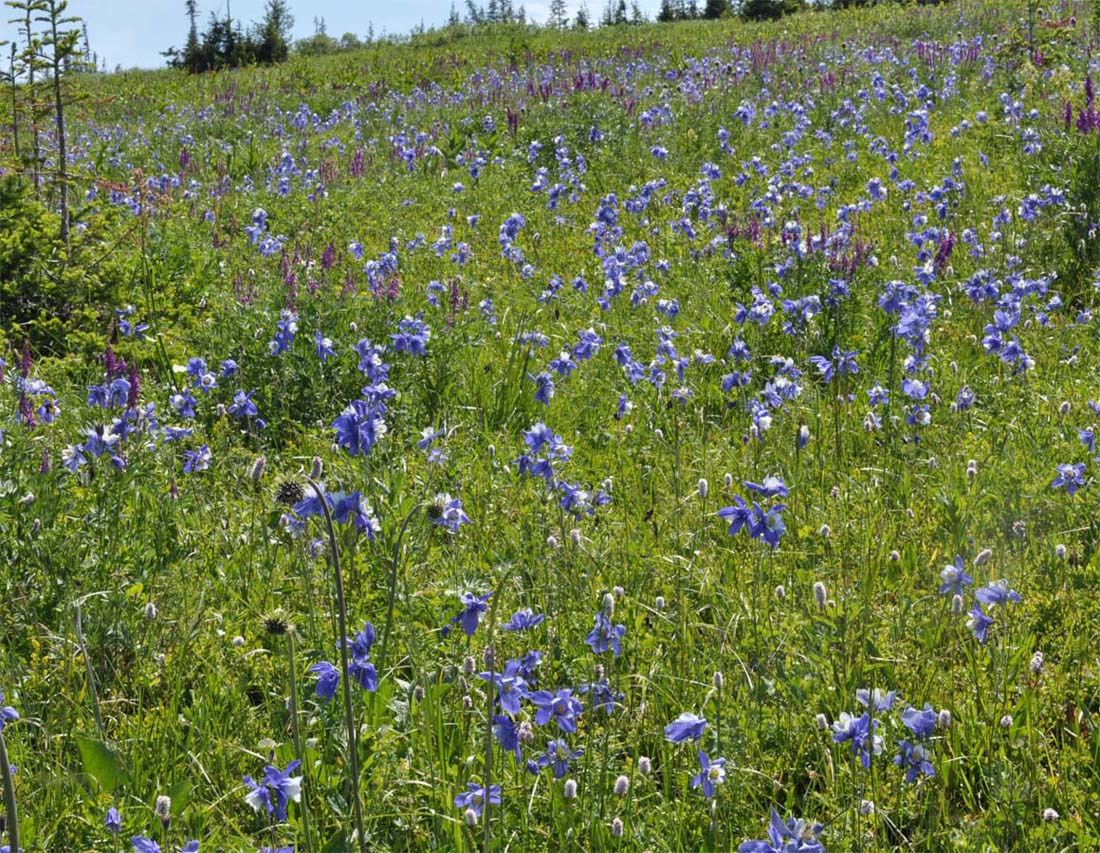 Image of Aquilegia jucunda specimen.