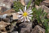 genus Taraxacum. Соцветие. Кыргызстан, Чуйская обл., Таласский хр., перевал Алабель, ≈ 3200 м н.у.м., альпийский луг в истоках р. Чичкан. 15.07.2019.