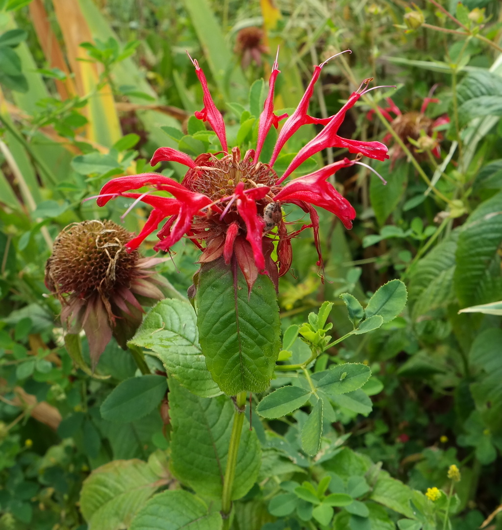 Image of Monarda didyma specimen.