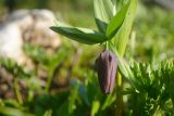 Fritillaria latifolia. Верхушка побега с цветком. Адыгея, Фишт-Оштеновский массив, лагерь-приют \"Фишт\", 1580 м н.у.м., луг на берегу реки. 12.06.2017.