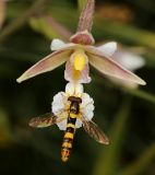 Epipactis palustris