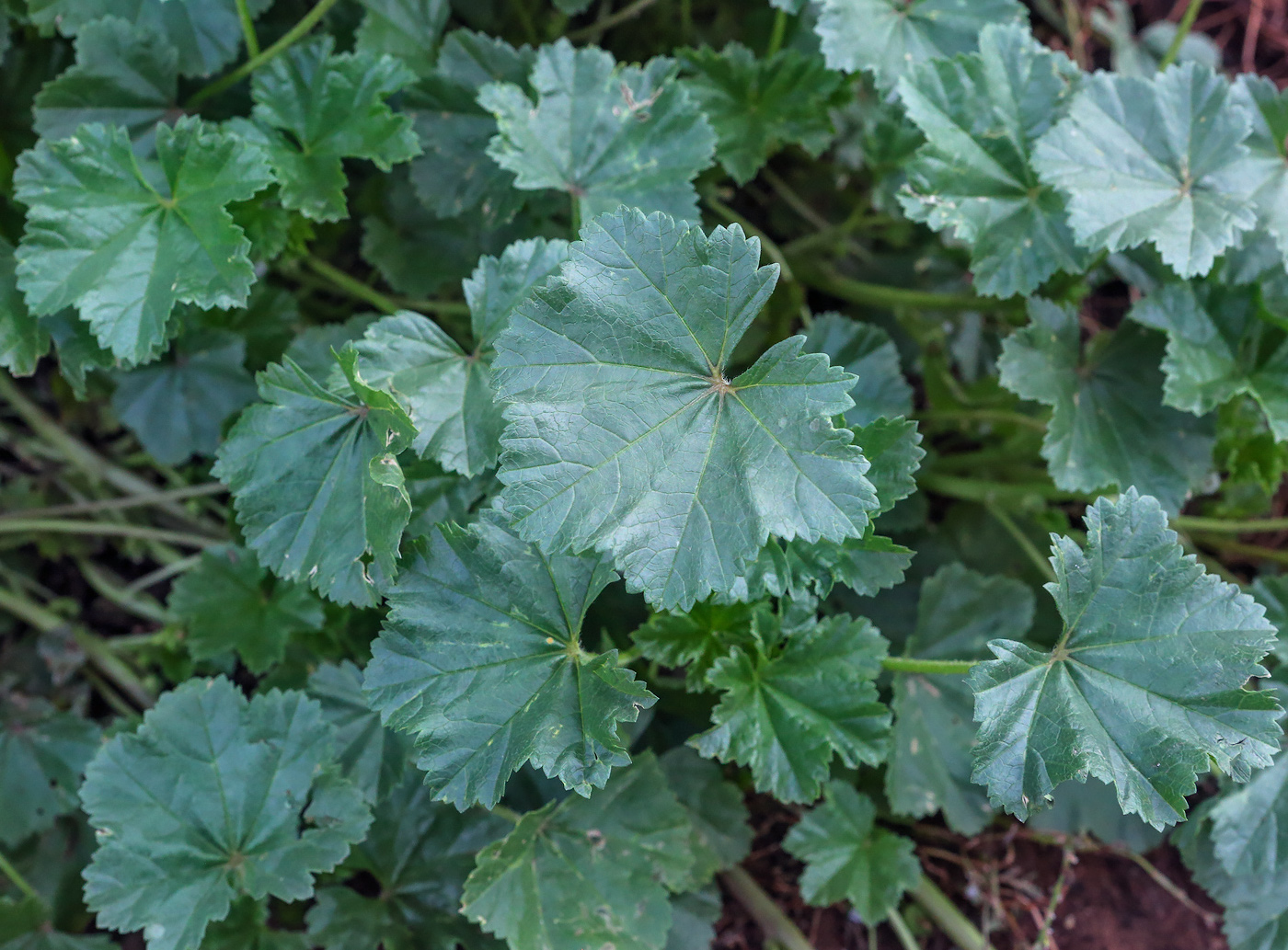 Image of Malva pusilla specimen.