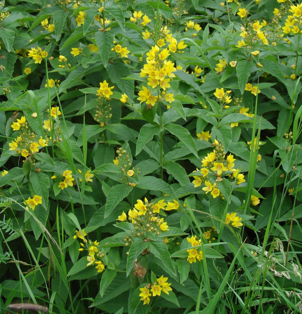 Изображение особи Lysimachia vulgaris.