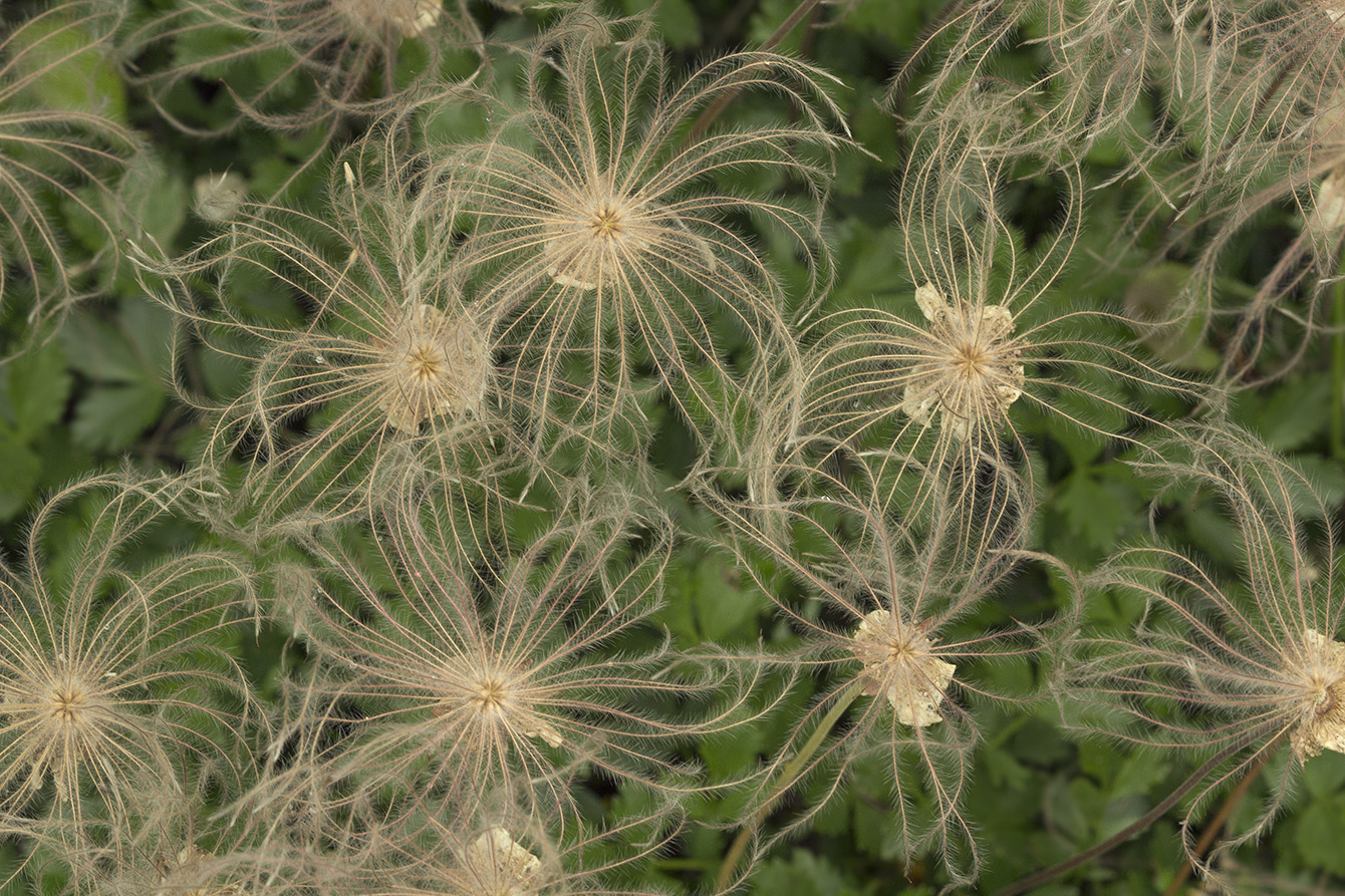 Image of Sieversia pentapetala specimen.