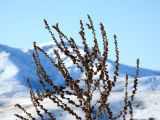 Verbascum songaricum. Верхушка сухого плодоносящего растения. Казахстан, Туркестанская обл., Тюлькубасский р-н, окр. с. Жабаглы, предгорная степь. 17 декабря 2019 г.