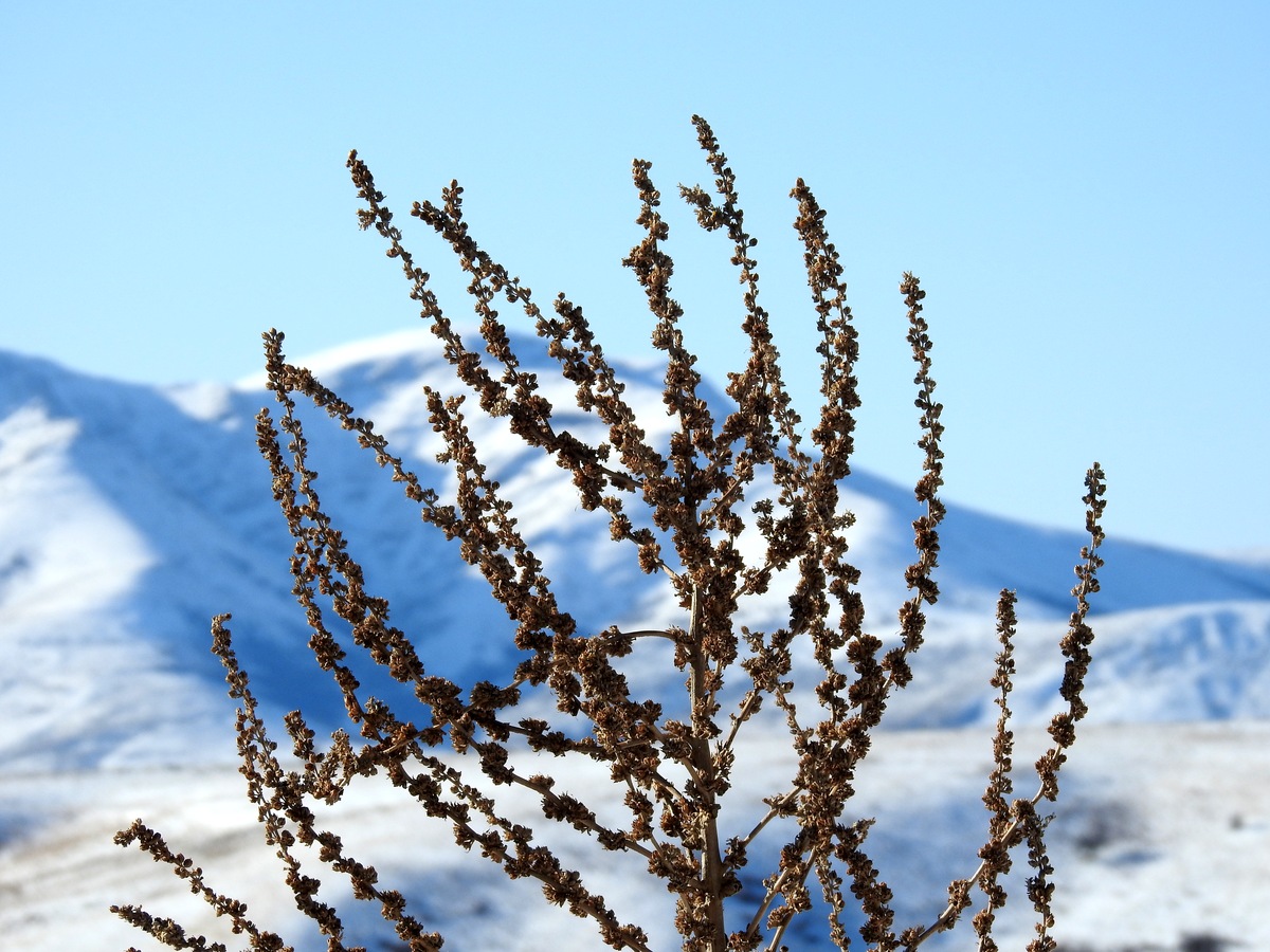 Image of Verbascum songaricum specimen.