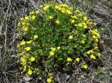 Potentilla humifusa