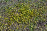 Draba nemorosa