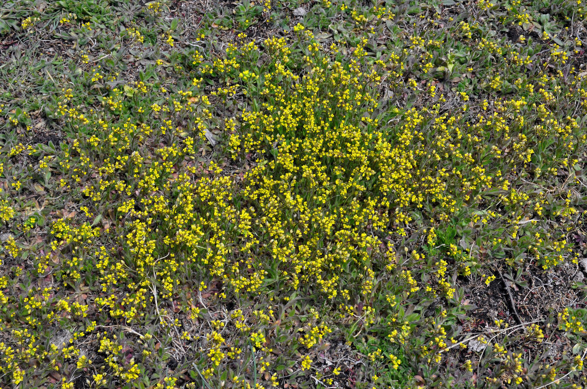 Image of Draba nemorosa specimen.