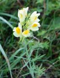 Linaria vulgaris. Верхушка побега с соцветием. Сахалинская обл., Холмский р-н, перегон 77 км - Чертов мост. 13.08.2019.