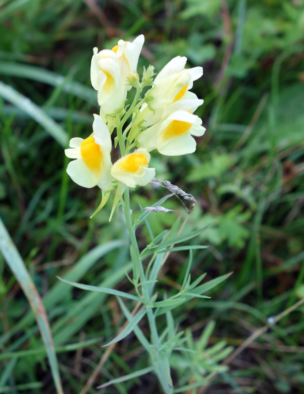 Image of Linaria vulgaris specimen.