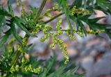 Urtica cannabina