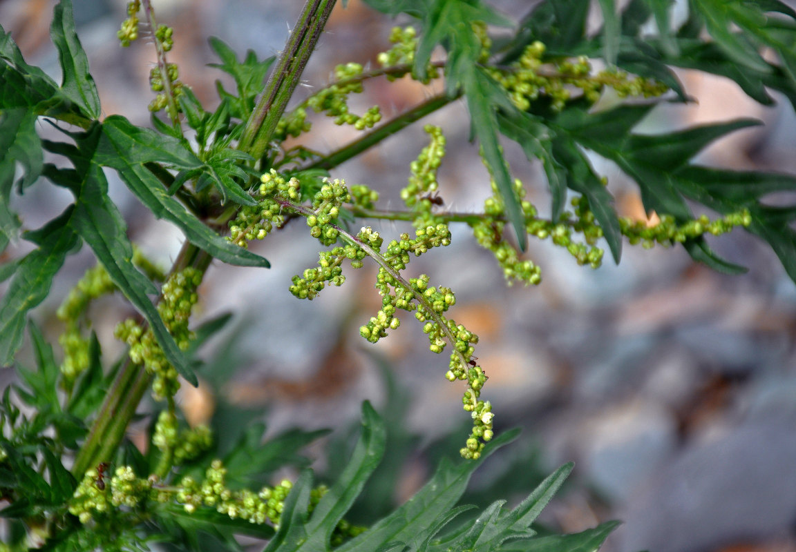 Image of Urtica cannabina specimen.