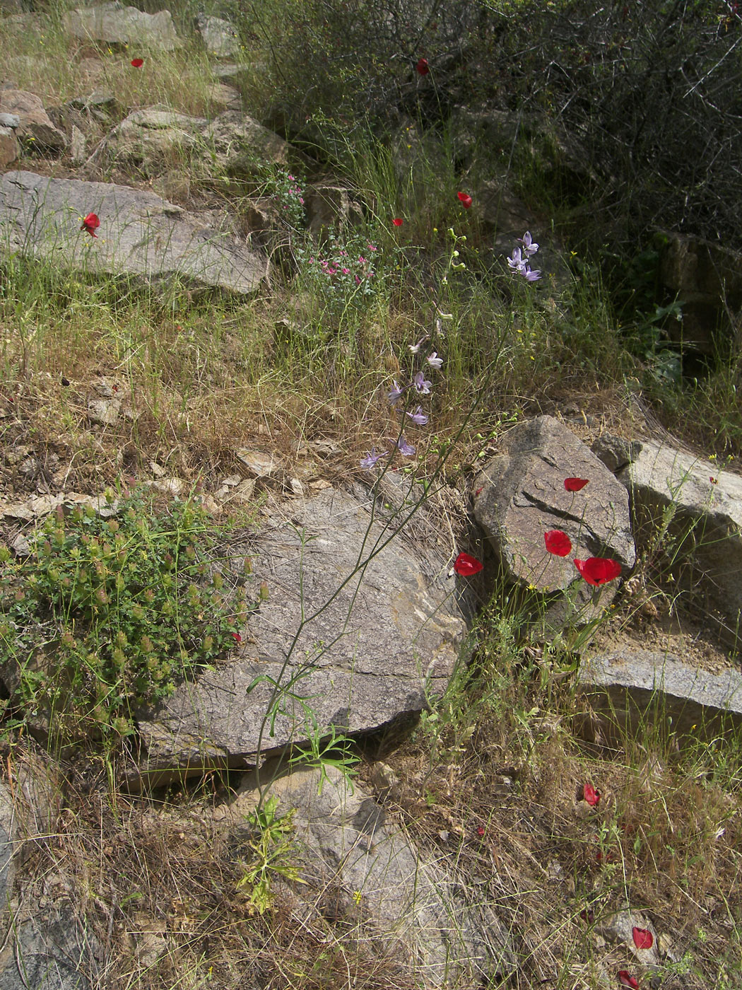 Image of Delphinium nachiczevanicum specimen.