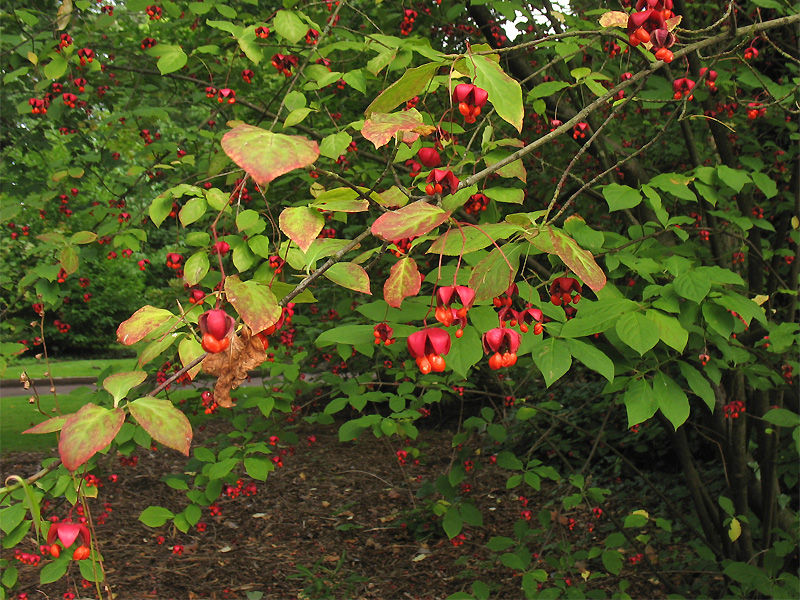 Изображение особи Euonymus maximowiczianus.