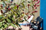 Tibouchina urvilleana