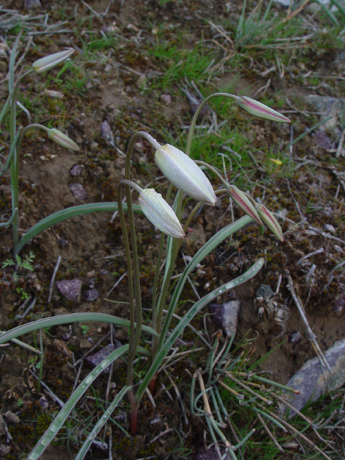 Image of Tulipa buhseana specimen.