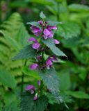 Lamium maculatum. Верхушка побега с соцветием. Московская обл., Пушкинский р-н, окр. дер. Мураново, опушка смешанного леса. 25.05.2019.