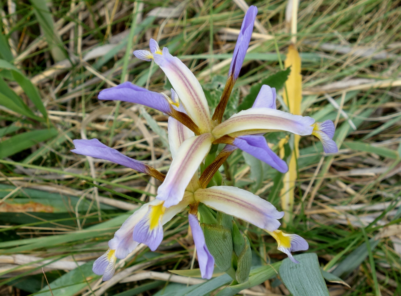 Image of Iris sogdiana specimen.