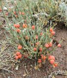 Ephedra dahurica